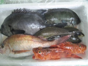 その日水揚げされた鮮魚を価格に応じて詰合せる「鮮魚詰め合わせセット」